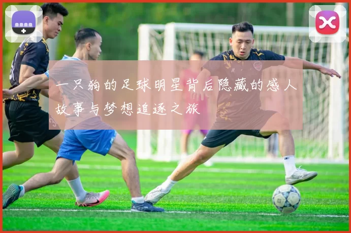 一只狗的足球明星背后隐藏的感人故事与梦想追逐之旅